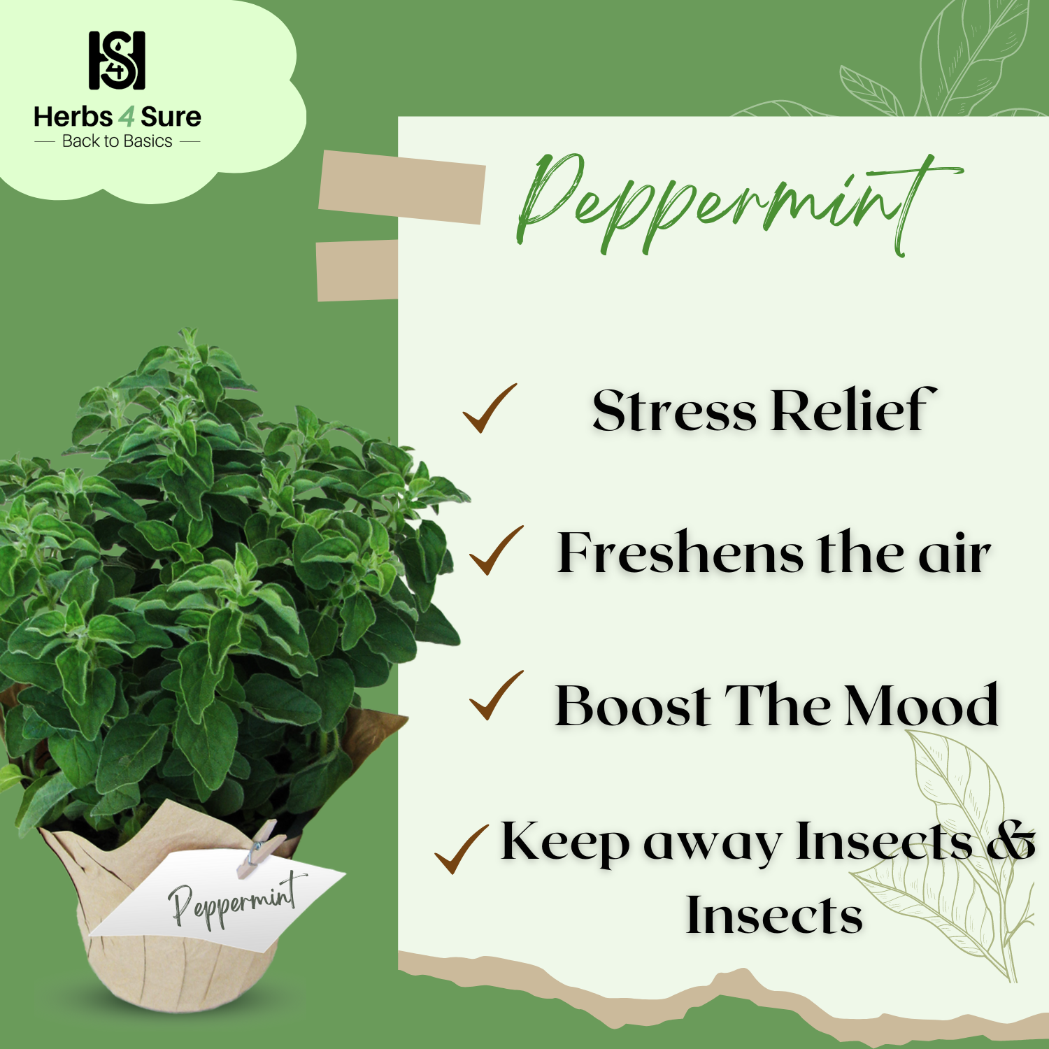 PEPPERMINT ESSENTIAL OIL